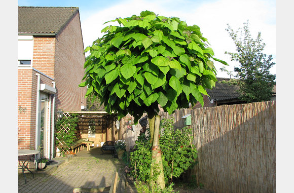 De trompetboom staat ook weer vol in blad