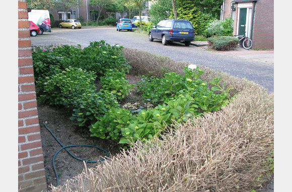 De voortuin, onze "nieuwe" heg