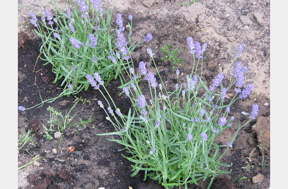 Lavendel