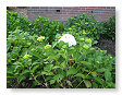 Maar de hortensia's staan prachtig