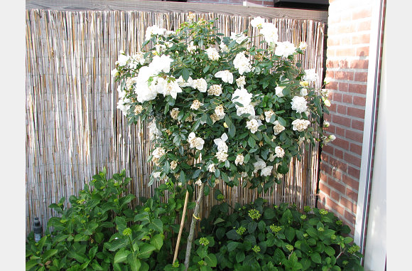 Oeps, moet de oude bloemen er nog uit halen