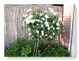 Oeps, moet de oude bloemen er nog uit halen