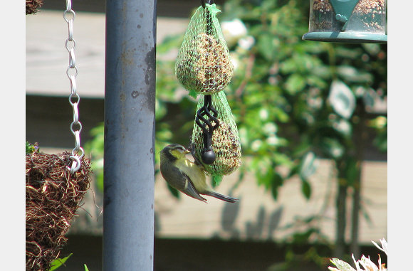 De vogeltjes blijven komen