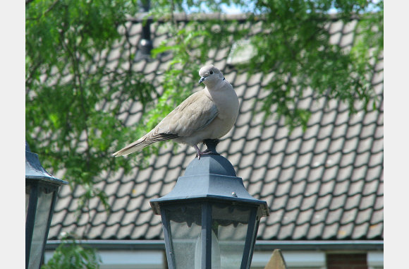 Duifje is er ook weer