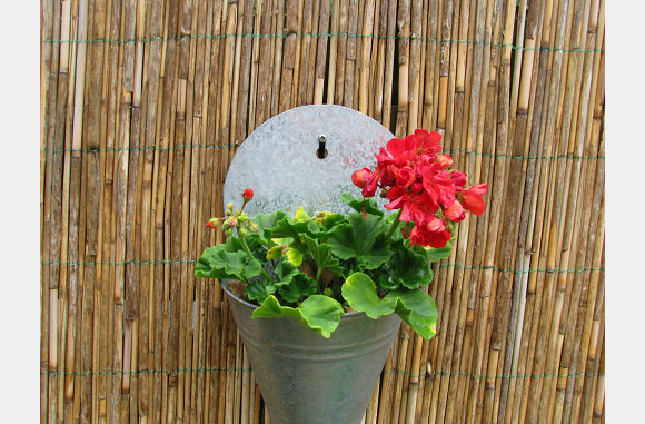 Geranium