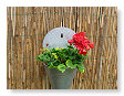 Geranium