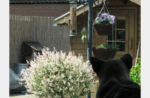 Cailin is ook gek op vogeltjes