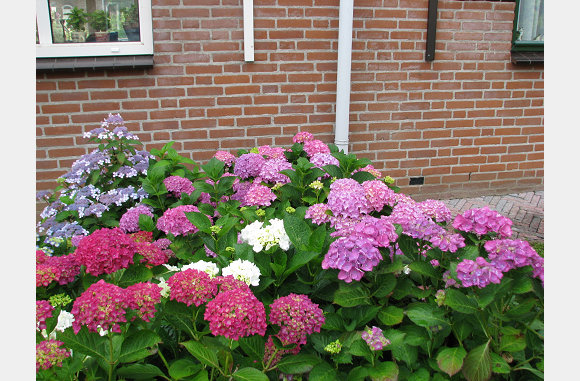 28 juni, de hortensia's in bloei