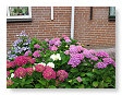 28 juni, de hortensia's in bloei