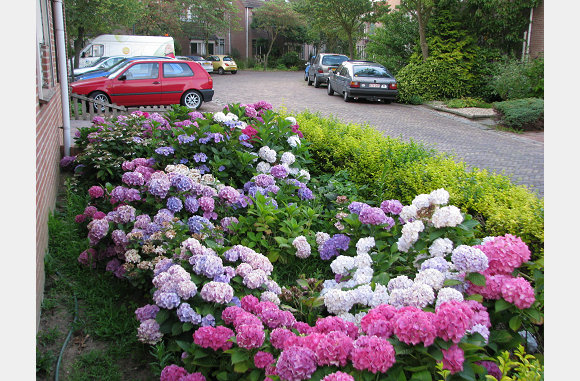 Hortensia's voor.