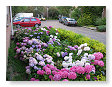 Hortensia's voor.