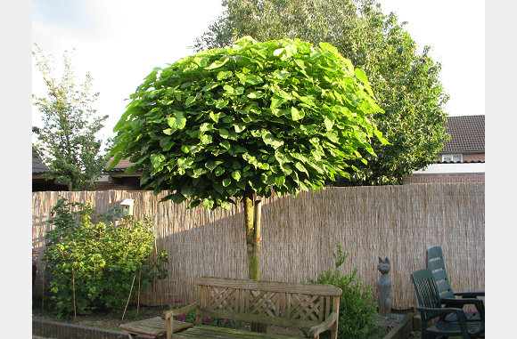 Onze trompetboom is flink gegroeid.