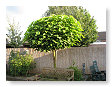 Onze trompetboom is flink gegroeid.