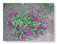 Ook de verbena is flink in gegroeid.