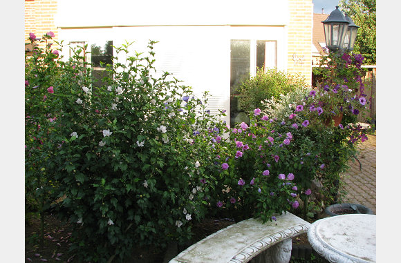 Ze staan in bloei, geen idee wat voor planten het zijn.