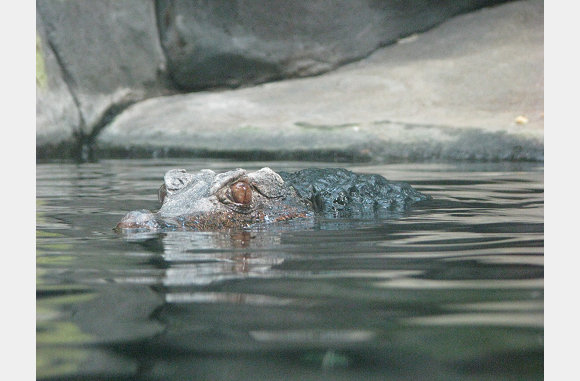 Krokodil of kaaiman