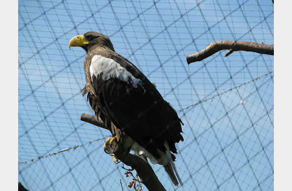 Roofvogel