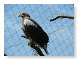 Roofvogel
