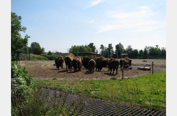 Kudde buffels