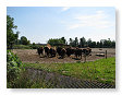 Kudde buffels
