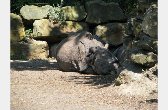 Neushoorn