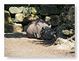 Neushoorn