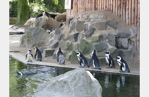 Een kleindere soort pinguins