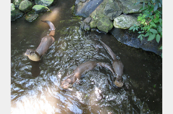 Bedelende otters