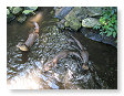 Bedelende otters