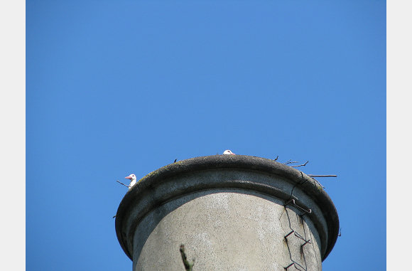 Boven op de toren, een nest ooievaars