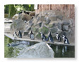 Een kleindere soort pinguins