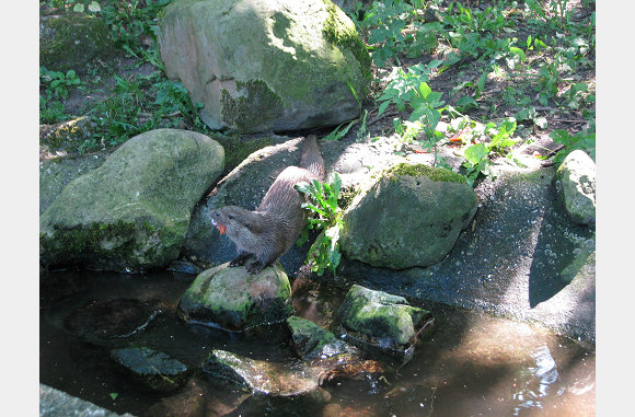 Een otter