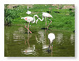 Flamingo's