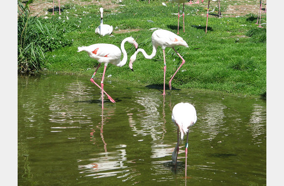 Flamingo's