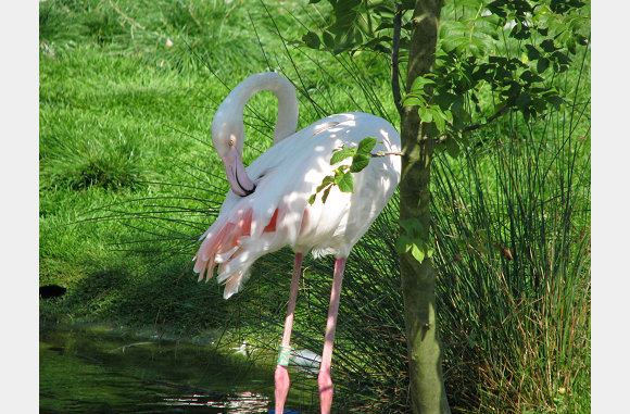 Heel mooi roze