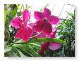 Mooie bloemen