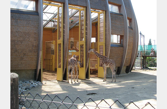 De giraffes
