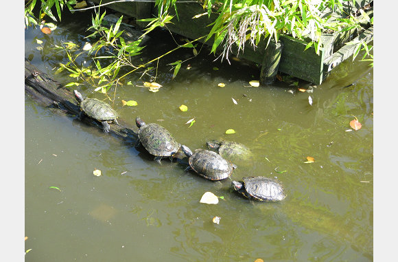 Een rijtje schildpadden