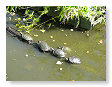 Een rijtje schildpadden