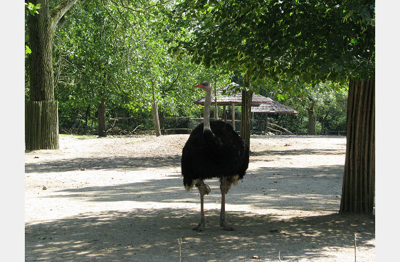 Een struisvogel