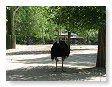 Een struisvogel