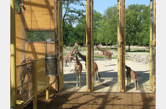 Het binnenhok van de giraffes