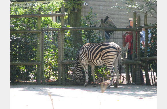 Zebra's waren er ook