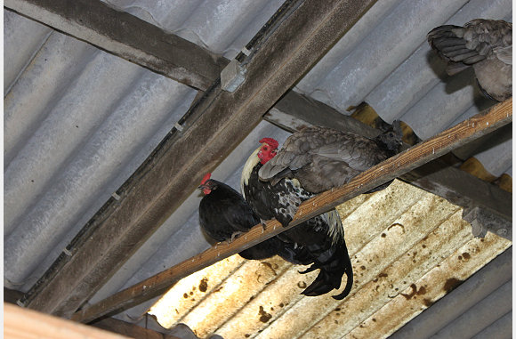 Kippen en hanen op stok