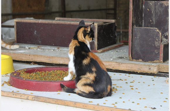 hele mooie poes