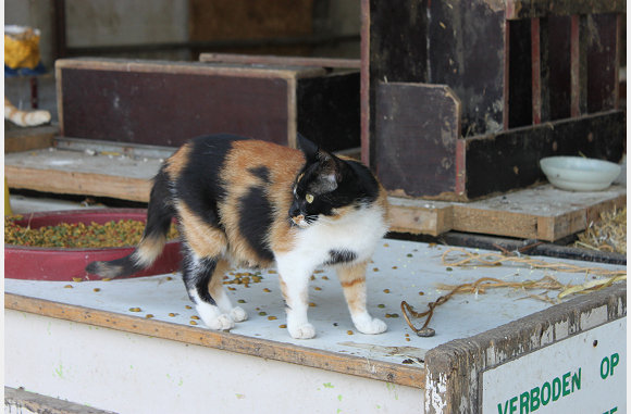 katten genoeg daar