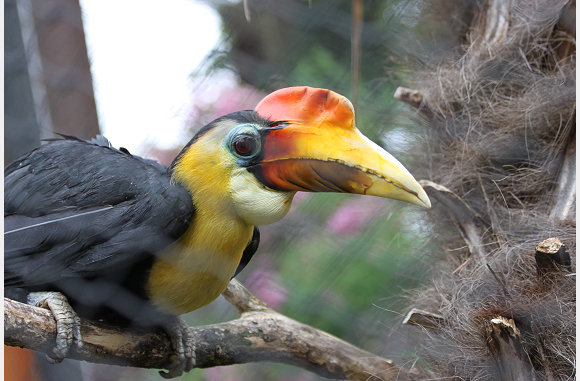 Aceros corrugatus
