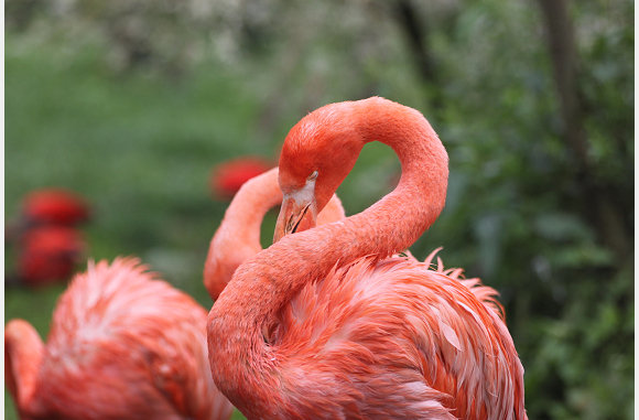 Cubaanse flamingo