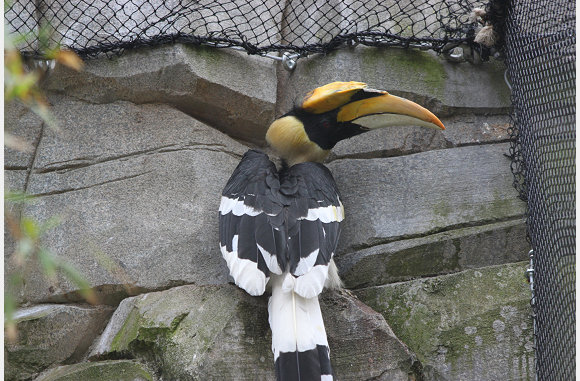 Een andere soort van de neushoonvogel