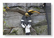 Een andere soort van de neushoonvogel